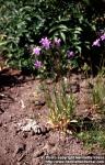 Photo: Campanula patula.