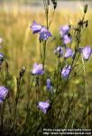 Photo: Campanula rotundifolia 2.