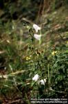 Photo: Campanula rotundifolia 4.