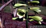 Photo: Cardiocrinum cordatum 1.