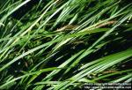 Photo: Carex acuta 1.