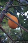 Photo: Carica papaya.