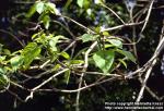 Photo: Catalpa speciosa.