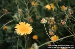 Photo: Calendula officinalis.