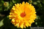 Photo: Calendula officinalis 11.