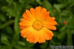 Photo: Calendula officinalis 12.