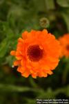 Photo: Calendula officinalis 13.