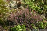 Photo: Calluna vulgaris 4.