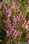 Photo: Calluna vulgaris 5.