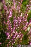 Photo: Calluna vulgaris 5.