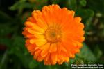 Photo: Calendula officinalis 17.