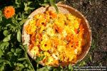 Photo: Calendula officinalis 19.