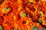 Photo: Calendula officinalis 24.