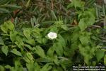 Photo: Calystegia sepium 11.