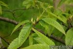 Photo: Castanea dentata.