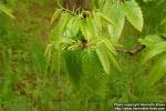 Photo: Castanea dentata 1.