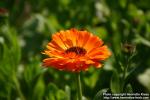 Photo: Calendula officinalis 28.