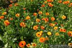 Photo: Calendula officinalis 30.