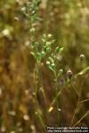 Photo: Camelina sativa.