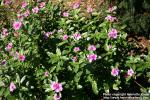 Photo: Catharanthus roseus 5.