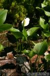 Photo: Calla palustris 5.