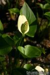 Photo: Calla palustris 6.