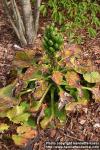 Photo: Cardiocrinum cordatum 2.