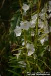 Photo: Campanula persicifolia 1.