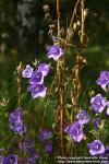 Photo: Campanula persicifolia 2.