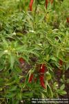 Photo: Capsicum annuum 6.