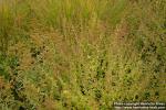 Photo: Calamintha nepeta 2.