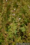 Photo: Calamintha nepeta 3.