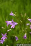 Photo: Campanula patula 3.