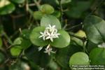 Photo: Carissa bispinosa 4.