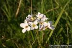 Photo: Cardamine pratensis.