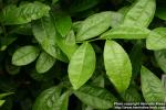 Photo: Camellia sinensis 5.