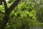 Photo: Catalpa speciosa 2.