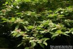 Photo: Callicarpa japonica 1.