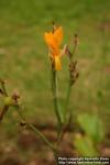 Photo: Canna indica 3.