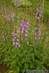 Photo: Campanula rapunculoides 0.