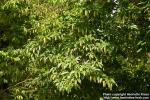 Photo: Carpinus japonica 0.