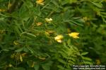 Photo: Caragana arborescens 0.