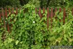 Photo: Calystegia sepium 16.