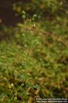 Photo: Camelina sativa 1.