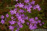 Photo: Campanula patula 6.