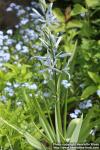 Photo: Camassia cusickii 2.