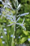 Photo: Camassia cusickii 4.