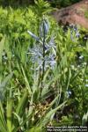 Photo: Camassia cusickii 5.