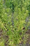 Photo: Camelina sativa 2.