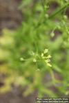 Photo: Camelina sativa 3.